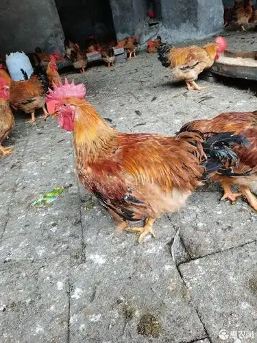 九斤黄鸡 6-7斤 公