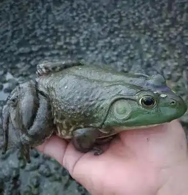 广西玉林发全国,长期大量供应各种规格牛蛙泰蛙,农户直销