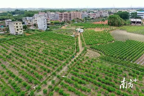 新江村的村民返乡种了五十多亩释迦果  南方日报记者 梁维春 摄