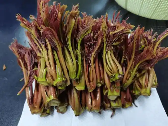 对比实验教你科学吃香椿