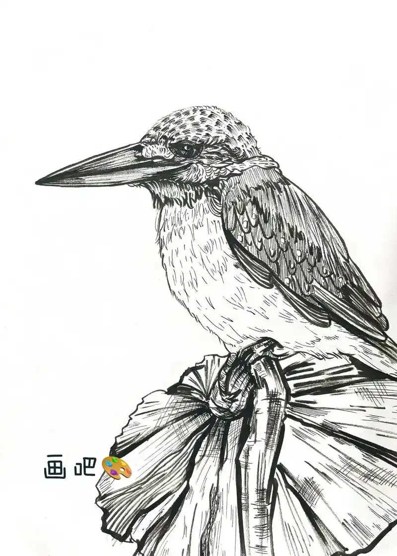 翠鸟写生.#手绘 #速写 #画画 #想画就画 #原创作品 - 抖音