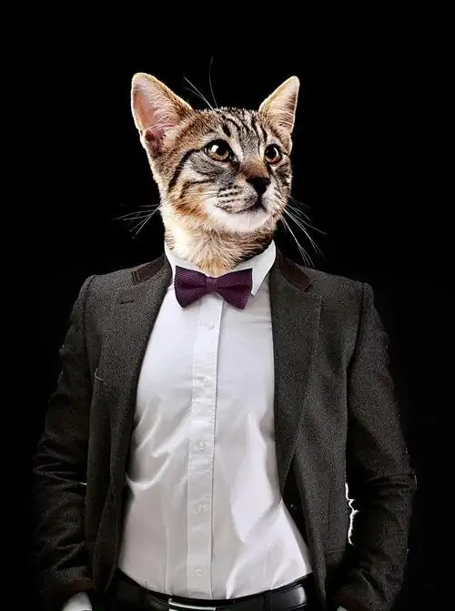 黑色背景中穿西服正装的猫咪