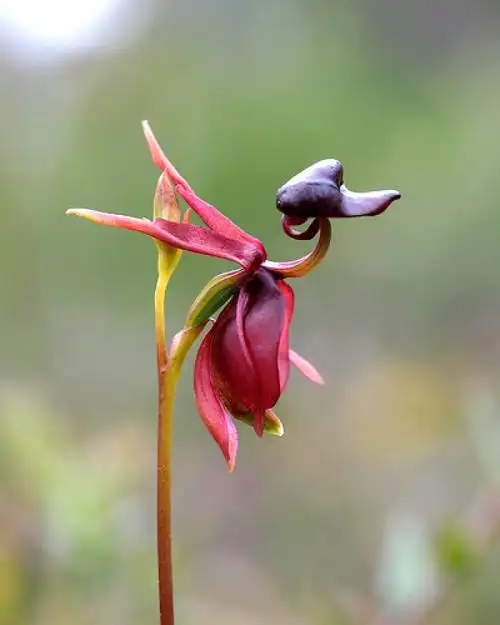 飞鸭兰(flying duck orchid)