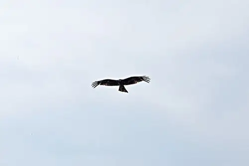 雄鹰图片_全景网