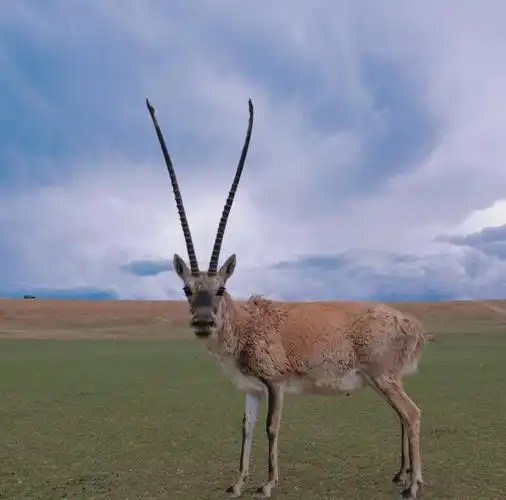 🐑国家一级保护动物藏羚羊🐑