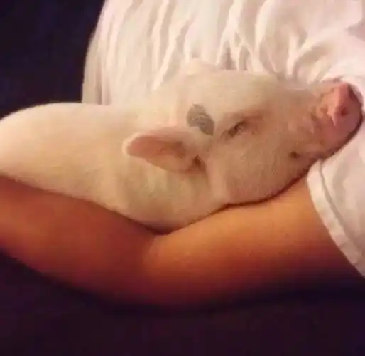 "趴着男主人的臂膀中,安全感十足""好像这个和本猪猪的气质更加搭配呢