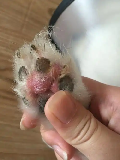 博美狗狗脚垫长包 红肿 不敢着地 怎么办?