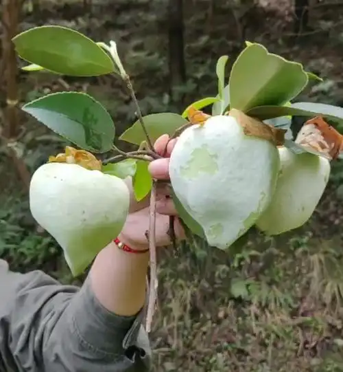 农村山里的野果,要吃的得赶紧,错过了就要等一年!