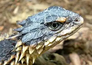 巨型环尾蜥 sungazer lizard