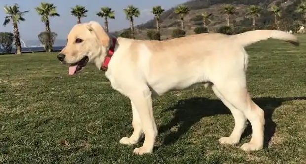 拉布拉多长什么样子