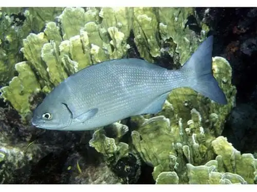 黄舵 | kyphosus incisor(动物 | 辐鳍鱼类)