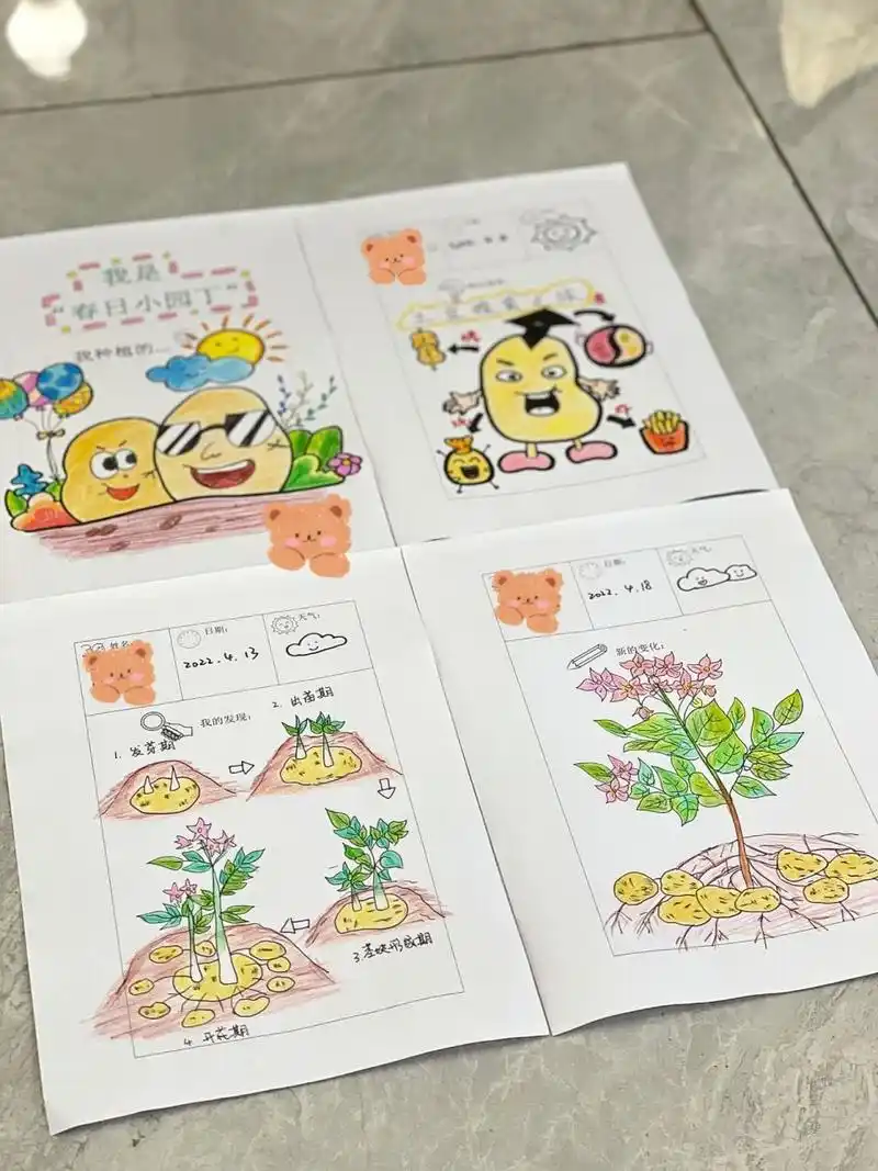 幼儿园作业—土豆生长记 幼儿园作业—土豆生长记!