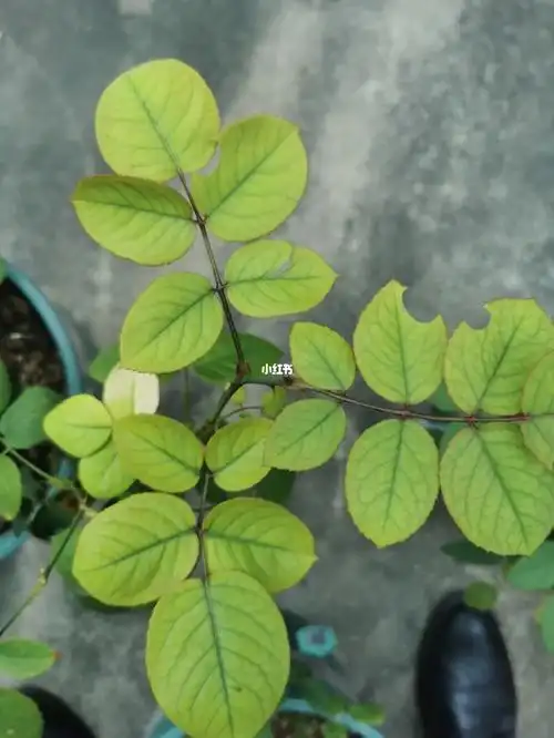 各位大神,这是缺铁了吗#广东月季  #月季