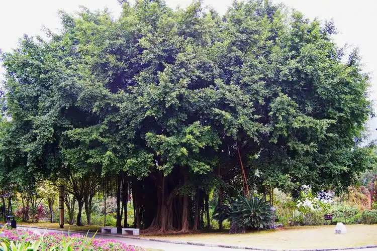 关于榕树的资料(关于榕树的资料介绍)