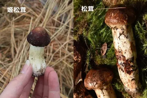 松茸开花了营养价值会降低吗姬松茸和松茸的区别