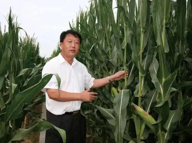 山东莱州第一富豪:紧凑型杂交玉米之父,与袁隆平齐名,身家百亿_登海