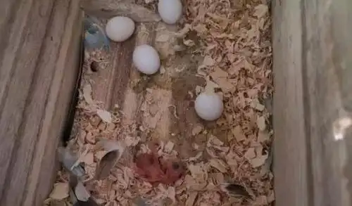 雌性虎皮鹦鹉对幼鸟痛下杀手的原因有哪些?
