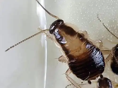 蟑螂幼崽(若虫)长什么样子_海恒环境