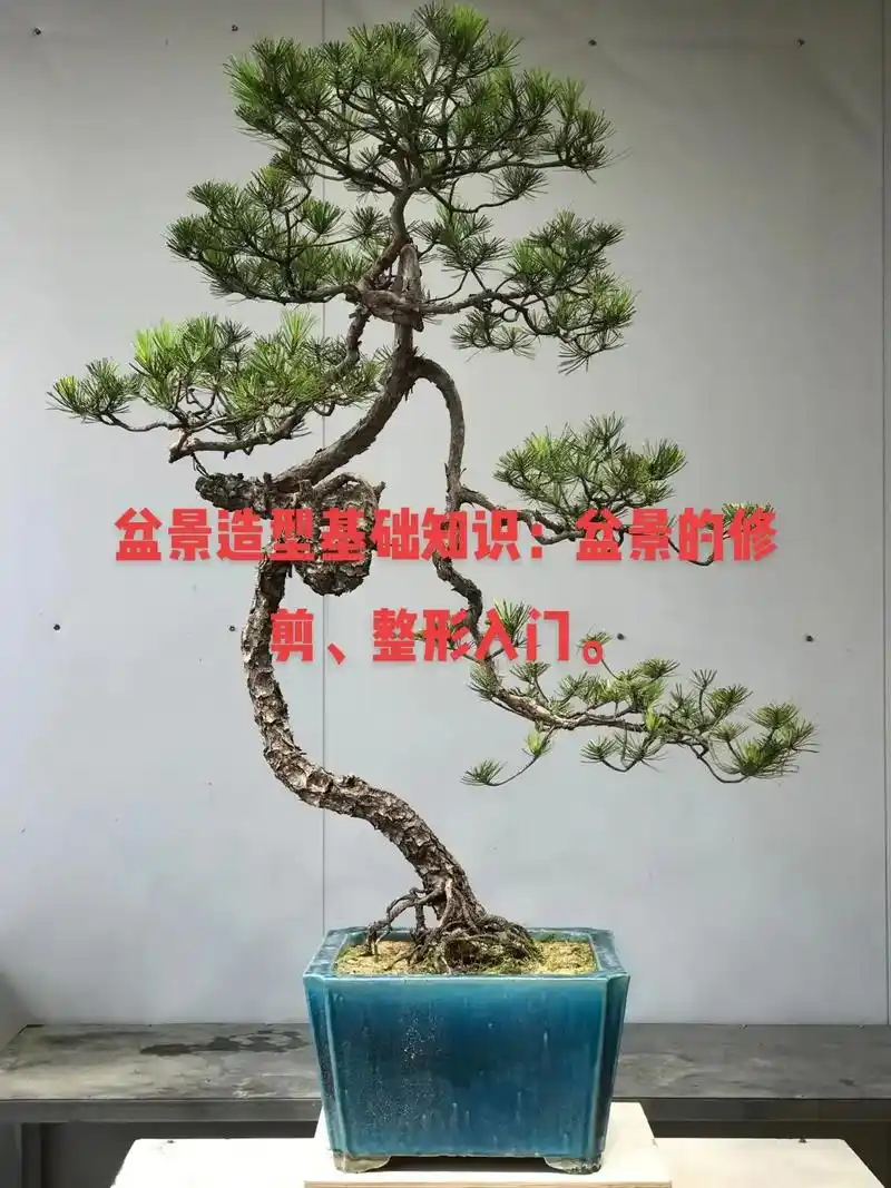 盆景造型基础知识:盆景的修剪,整形入门 - 抖音