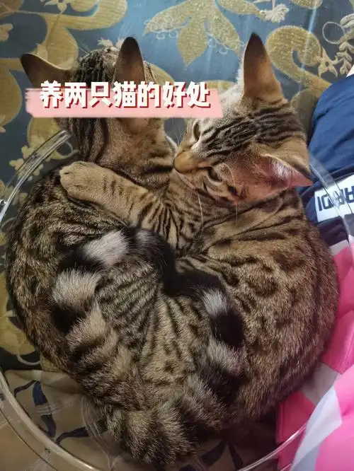 我家两只(蓝猫妈妈豹猫爸爸)小串串,花纹明显公猫更豹一些,母猫更像狸