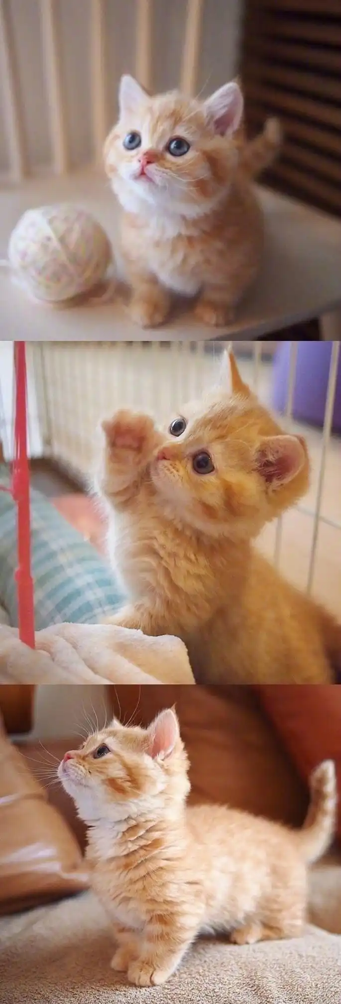 橘色小奶猫喜欢还需要什么理由猛吸一口▽