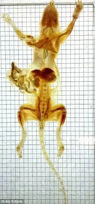 变得透明的大鼠.