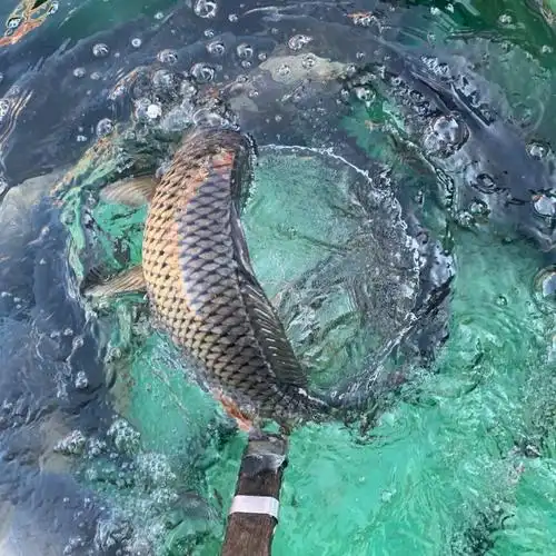 正宗东北大鲤鱼黑龙江淡水鱼大鲤鱼鲜活速冻大鲤鱼9斤左右