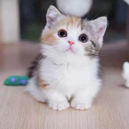 猫咪幼崽活物橘猫小猫田园猫猫狸花猫活体幼崽猫崽子