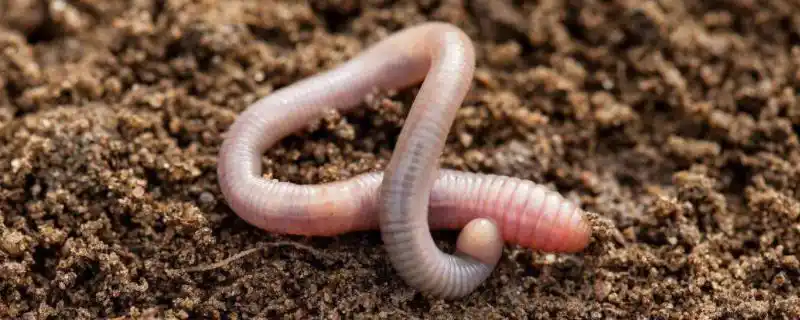 此时刚毛以及环带分泌粘液将两条蚯蚓连接在一起,然后双方相互赠送