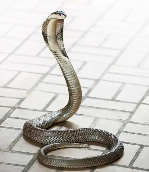 好危险!云南2.3米眼镜王蛇凌晨爬上村民床铺,被咬了该怎么办?|毒液|蛇