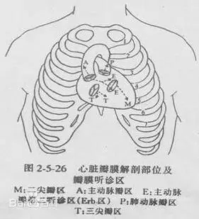 心脏瓣膜听诊区的介绍
