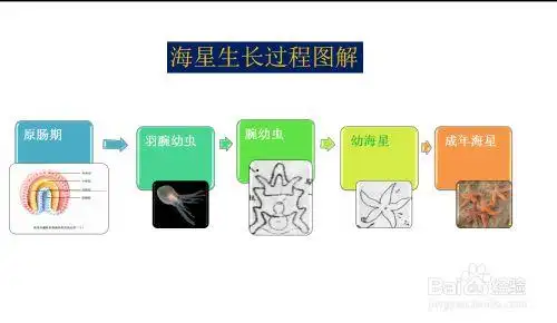 海星生长过程图解