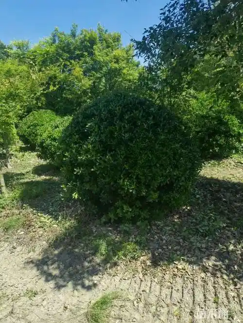 冠幅250厘米大叶黄杨球