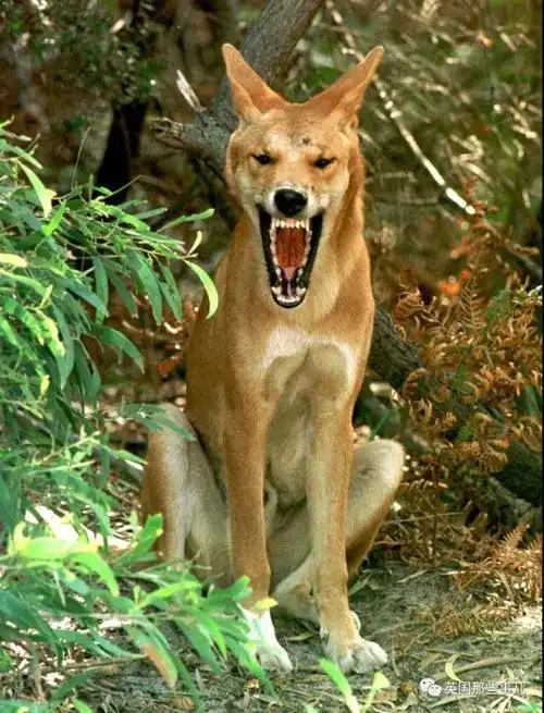 lindy口中的野狗,英文dingo,学名澳洲野犬或丁格犬,是一种史前已经