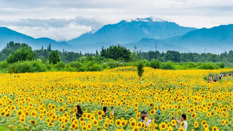 图说温江丨夏天的阳光和快乐藏在向日葵花海里