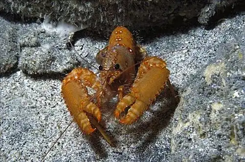 海底龙虾图片_海底龙虾图片大全_海底龙虾图片下载