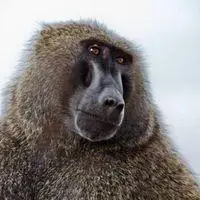 乐鱼平台地址入口_狒狒头像搞笑图片大全_微信头像图片大全