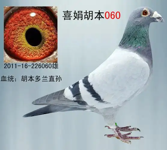 铭 鸽  新鸽上架  推荐铭鸽  定价鸽  信鸽拍卖 黄金配对   网上展厅