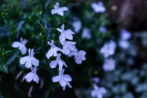 喧喧嚷嚷翠蝶花