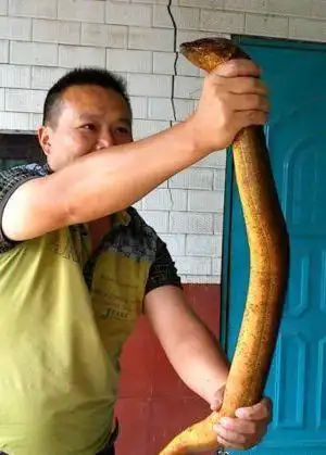 世界最大黄鳝36斤图片曝光 巨型野生大黄鳝活成精了