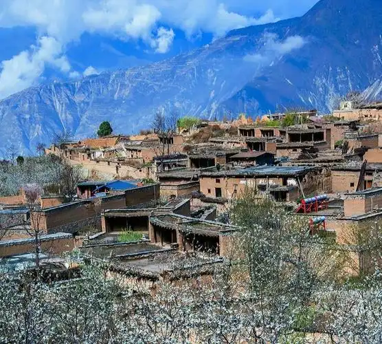 想见你在樱花烂漫的萝卜寨里