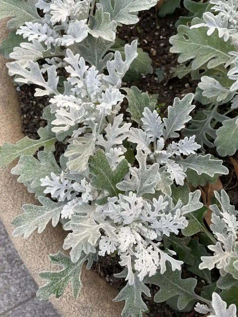 植物日志no.119.银叶菊,菊科千里光属多年生草本,原产地 - 抖音