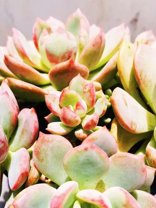 蜜桃格林是夏天上色吗