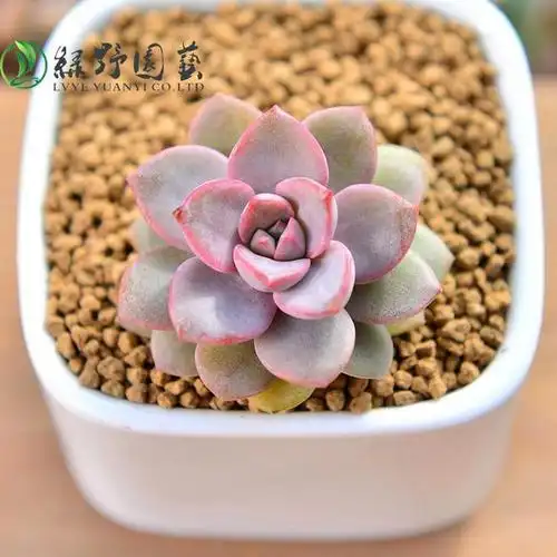 绿野园艺|紫卡 亏本清仓甩卖 超值低价 多肉绿植盆栽植物花卉