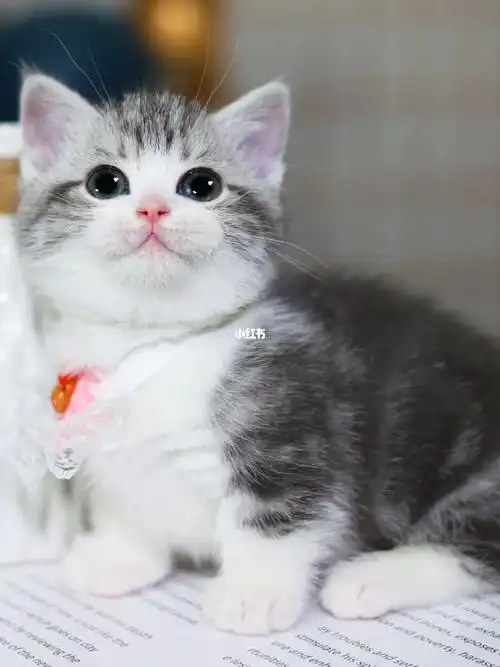 曼基康美短起司加白矮脚妹妹