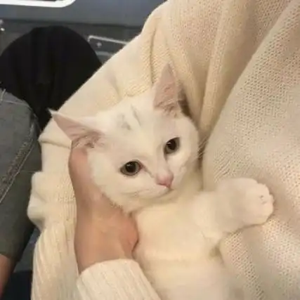 女生抱猫头像个性很酷抱猫不露脸女生头像图片