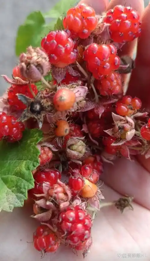 朋友们你们那里有没有这种野果,你们那叫什么名字呢?