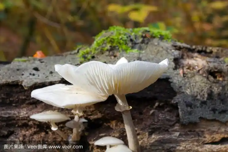 森林中的白毒伞蘑菇