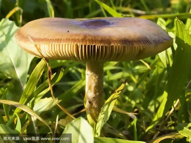 大鳞乳齿象-从前面