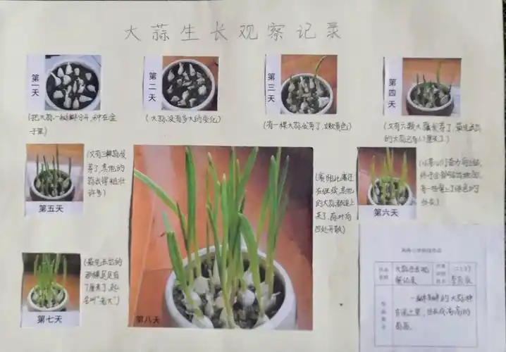 也热衷于实践研究,开展种植活动,通过观察,记录植物的生长过程,学会